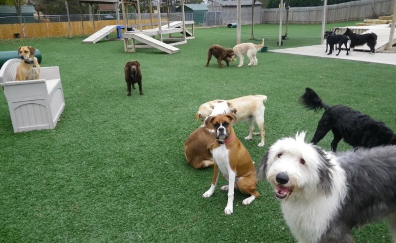 Camp K9 Pet Resort and Day Camp outdoor area with a bunch of dogs playing